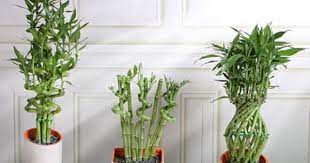 Pin On Lucky Bamboo