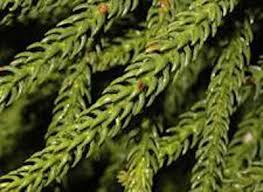 Image result for Araucaria cunninghamii