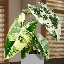 Image result for Alocasia