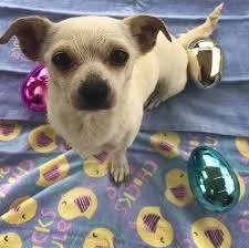 The colorado pediatric nurse and mom of four is the founder of national mill dog rescue. Chantilly A Chihuahua Mix Estimated Colorado Canine Rescue Facebook