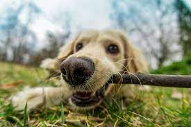 Is It Ok For Dogs To Chew On Sticks Dog Training Nation