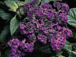 Image result for Heliotropium lineare