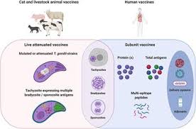 We did not find results for: Frontiers Key Limitations And New Insights Into The Toxoplasma Gondii Parasite Stage Switching For Future Vaccine Development In Human Livestock And Cats Cellular And Infection Microbiology