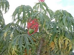 Image result for Jatropha erythropoda