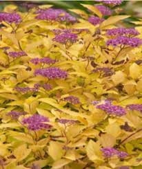Image result for spirea japonica gold princess