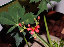Image result for Jatropha curcas