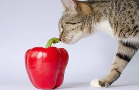 Chat Sent Legume Poivron Fruits Et Legumes Fruits Fruit