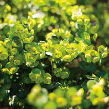 Image result for Euphorbia eranthes