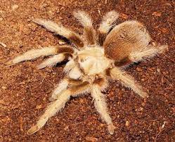 pin by the llama on tarantulas tarantula spider animals