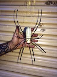 La plus fine taille au monde pour un homme ( mister pearl ). Une Araignee Monstre Mangeuse D Oiseaux A Ete Trouvee Dans Un Garage En Australie Ipnoze
