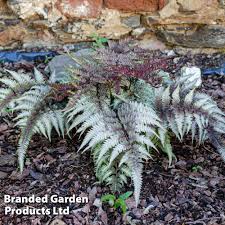 Image result for Athyrium newtonii