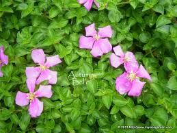 Image result for Dissotis