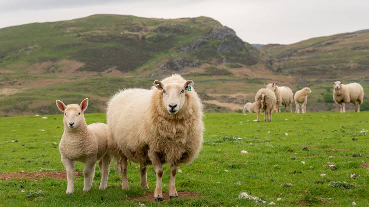 Lamb vs. Sheep: Do You Know the Difference? | HowStuffWorks