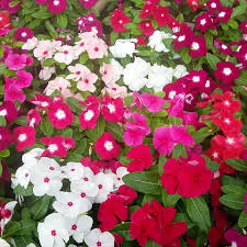 Cibodas botanical gardens and puncak tea plantation reflect the area's natural beauty and area attractions include taman safari indonesia and taman. Raffatih Farm Blooming Today Warna Warni Bunga Vinca Facebook
