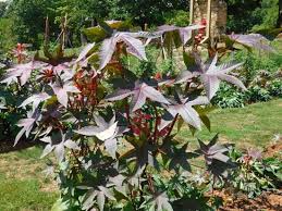 Image result for Ricinus communis
