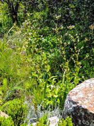 Image result for Argyrolobium macrophyllum