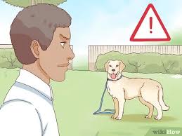 Kopek Nasil Sevilir Resimlerle Wikihow