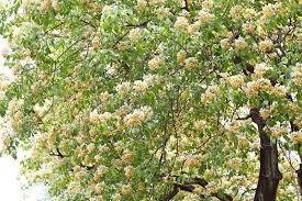 Image result for Crateva