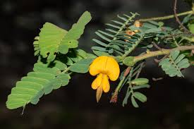 Image result for Aeschynomene nodulosa