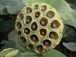 Maybe you would like to learn more about one of these? Trypophobie Grosse Angst Vor Kleinen Lochern Berlin De