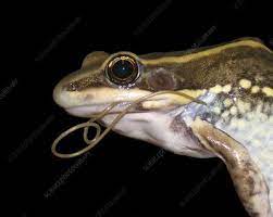 Educational video on ribeiroia ondatrae, featuring origami and an original song! Ribeiroia Ondatrae Search Science Photo Library