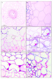 We did not find results for: Cells Free Full Text Plant Cell Wall Changes In Common Wheat Roots As A Result Of Their Interaction With Beneficial Fungi Of Trichoderma Html