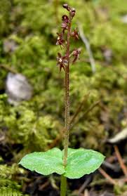 Image result for Nesaea cordata