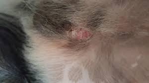 See full list on vetinfo.com My Dog Was Neutered On Aug 14th He Developed A Fluid Blister Near His Incision Site He S Been Behaving Normally And The Incision Has Petcoach