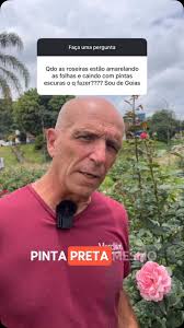 Pinta preta é uma doença comum de rosas. Causada por um fungo, ela se  manifesta como pústulas (pintas) pretas nas folhas. Importante manter uma  boa adubação da roseira e usar fungicidas para o ...