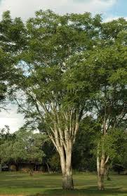 Image result for Kirkia acuminata