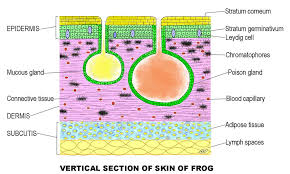 Skin The Integument Zoology For Ias Ifos And Other Competitive Exams
