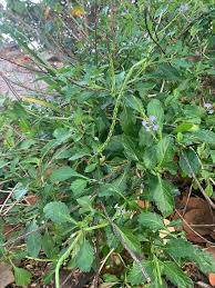 Image result for Stachytarpheta indica