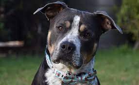 Leslie has over 25 years of experience in shaping conservation policy. American Staffordshire Breed Information Guide Quirks Pictures Personality Facts Barkpost