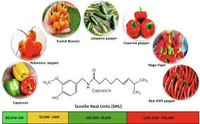 Image result for Capsicum baccatum