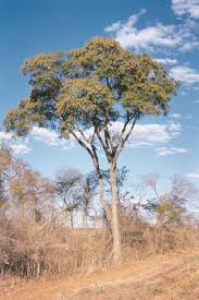 Image result for Schinopsis