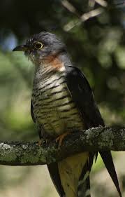 Gauteng Garden Birds Of South Africa Red Chested Cuckoo Cuculus Solitarius At The Walter Sisulu National Botanical Garden National Botanical Gardens African Plants Beautiful Birds