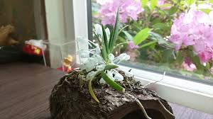 Image result for Podangis dactyloceras