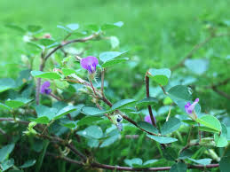 Image result for Grona triflora