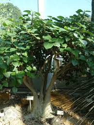 Image result for Ficus chirindensis