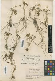 Image result for Blepharis reekmansii