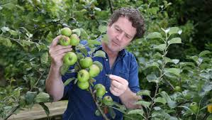 • prune fruit trees to certain shapes. Diarmuid Gavin Making The Cut How To Prune Your Fruit Trees Independent Ie