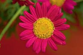 Image result for Argyranthemum frutescens