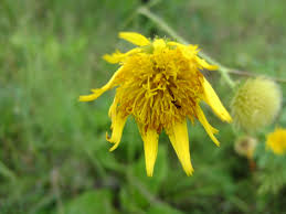 Image result for Berkheya speciosa