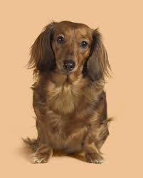 The hair is longer and easier to spot on the floor or couch. Long Haired Dachshund 13 Things You Need To Know