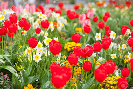 We did not find results for: A Bed Of Flowers With Lots Of Tulips Focus On Foreground Stock Photo Picture And Royalty Free Image Image 85366944