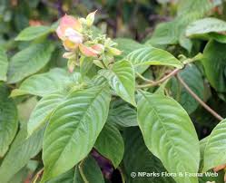 Image result for Mussaenda rivularis