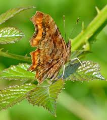 Black And White Spotted Moth Ontario Comma Butterfly Beautiful Butterflies Butterfly Insects