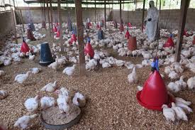 Learn about vaccination, transmission, treatment, prevention, and prognosis. Explainer Understanding The Science Behind Avian Influenza