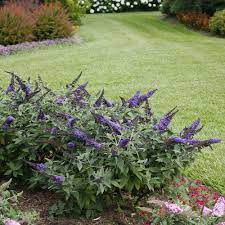 I was fortunate that muddy creek had one pot left and i was glad it was blue instead of pink. Pugster Blue Butterfly Bush Buddleia X Proven Winners