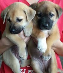 Dogs that need you most meet these sweet, loving dogs and puppies who simply require a little extra care. Puppies For Spca Kota Kinabalu Sabah Malaysia Fan Page Facebook